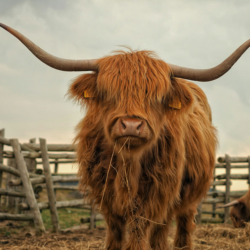 bespoke custom tours in Scotland designed around your interests