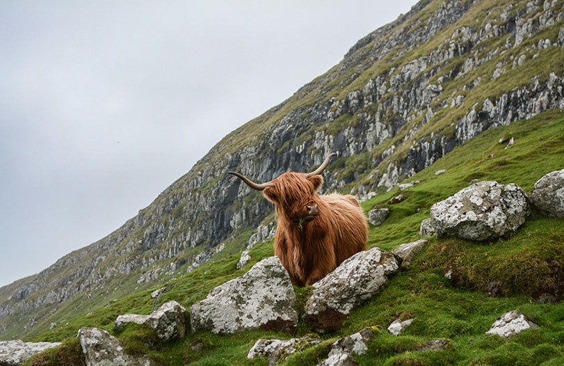 Highland cow seen on a private guided tour in Scotland